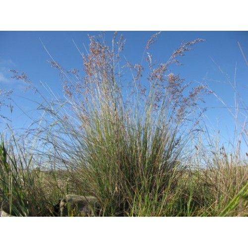 Tussock Grass Grey x 1 Plants Native Garden Hardy Fast Hardy Snow Grasses Frost Drought Tolerant Border Rockery Shrubs Poa sieberiana